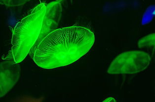 爸爸去哪儿，六月龄云宝的三亚之旅与宝虹膜保护