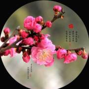 寻回失落的守护者 找宝儿童虹膜保护云与科技赋能的安全未来